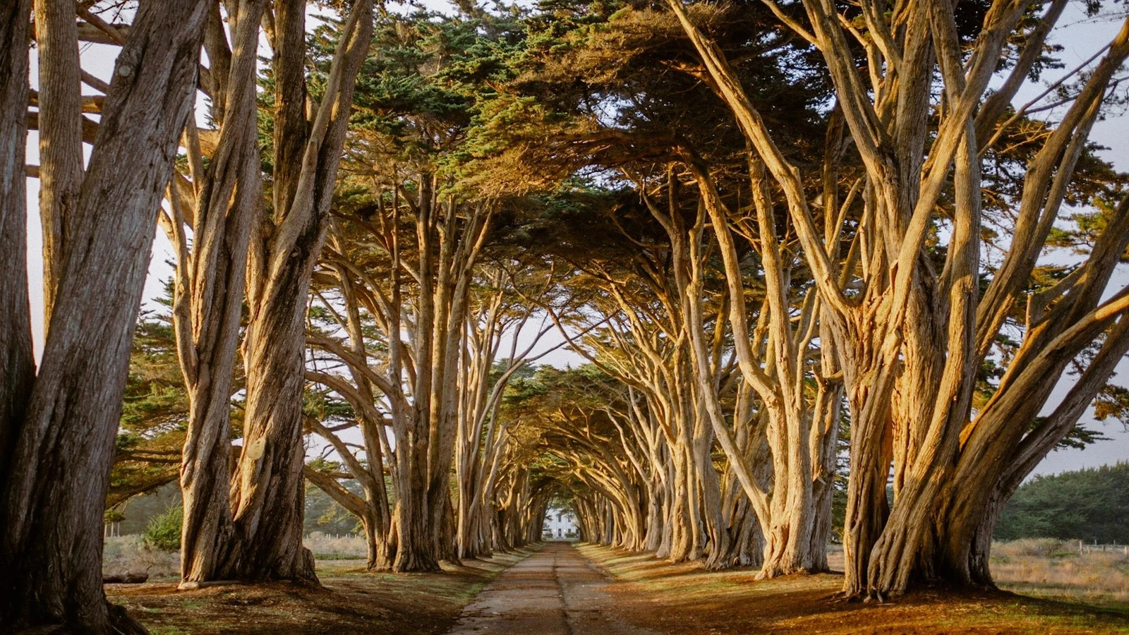 Sunlit cypress trees arching over the historic radio station approach at Point Reyes